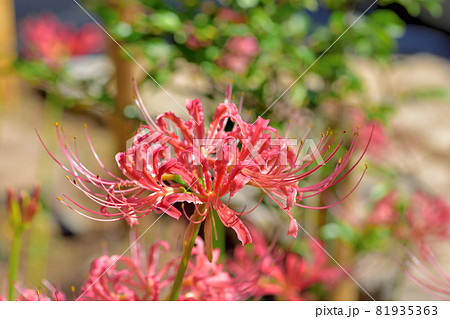 秋に咲く花・西方寺のヒガンバナ 秋に咲く花・西方寺のヒガンバナ 81935363
