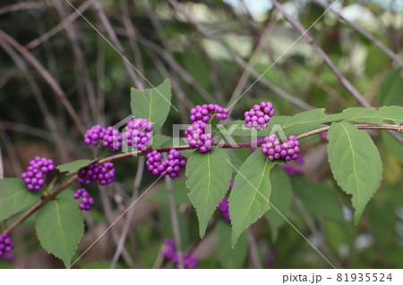 日本の秋の公園に実るムラサキシキブ（コムラサキ）の紫色の小さな果実 81935524