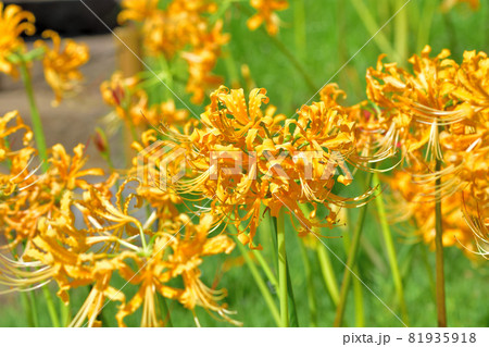 秋に咲く花・西方寺のヒガンバナ 秋に咲く花・西方寺のヒガンバナ 81935918