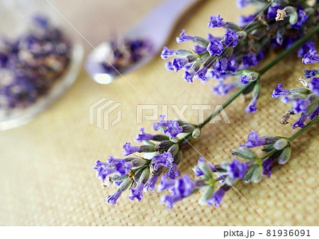 紫のハーブといえばこれ イングリッシュラベンダーの花 穂 アロマイメージの写真素材