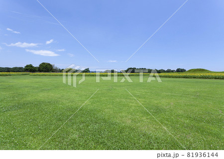 芝生と向日葵の風景 芝生と向日葵の風景 81936144
