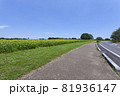 ひまわりのある風景 81936147