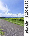 ひまわりのある風景 81936149