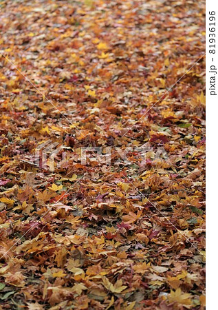 落ち葉 落ち葉 81936196