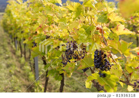 Vineyards with grapevine for wine production near a winery. Grape field growing for wine. Summer scenery. Nature mountains background with wine yard in autumn harvest 81936318