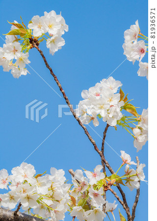 桜の花びらと若葉 81936571