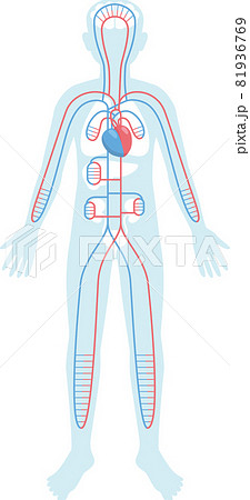 人体のシルエットに配置した内臓 循環器 心臓 血管のイラスト素材