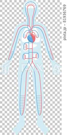 Internal organs placed in the silhouette of the human body. Cardiovascular. Heart, blood vessels 81936769