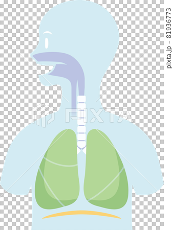 Internal organs placed in the silhouette of the human body. Respiratory. Lungs, trachea, bronchi, diaphragm Internal organs placed in the silhouette of the human body. Respiratory. Lungs, trachea, bronchi, diaphragm 81936773