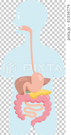 Internal organs placed in the silhouette of the human body. Digestive organ. Stomach, intestines, pancreas, liver Internal organs placed in the silhouette of the human body. Digestive organ. Stomach, intestines, pancreas, liver 81936774