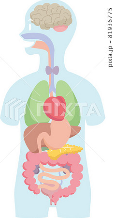人体のシルエットに配置した内臓 脳 消化器 呼吸器 泌尿器のイラスト素材