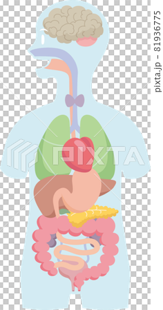 內部器官放置在人體的輪廓。腦、消化系統、呼吸系統、泌尿系統 81936775