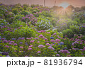 紫陽花 81936794