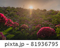 紫陽花 81936795