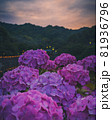 紫陽花 81936796