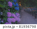 紫陽花 81936798