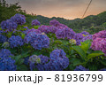紫陽花 81936799