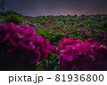 紫陽花 81936800