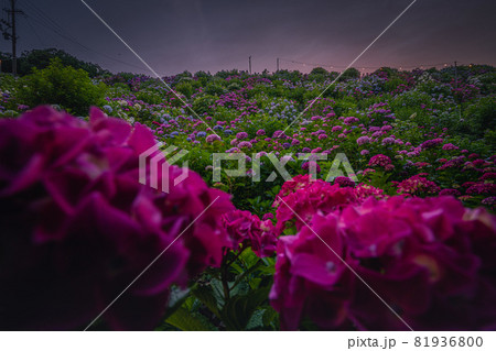 紫陽花 81936800