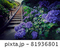 紫陽花 81936801