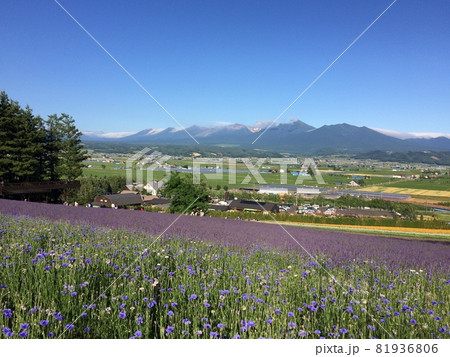 富良野 ラベンダー越しの十勝連峰 富良野 ラベンダー越しの十勝連峰 81936806