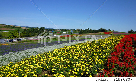 美瑛 ハートマークの花畑 美瑛 ハートマークの花畑 81936807
