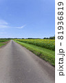 ひまわりのある風景 81936819