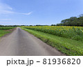 ひまわりのある風景 81936820