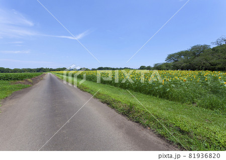 ひまわりのある風景 ひまわりのある風景 81936820