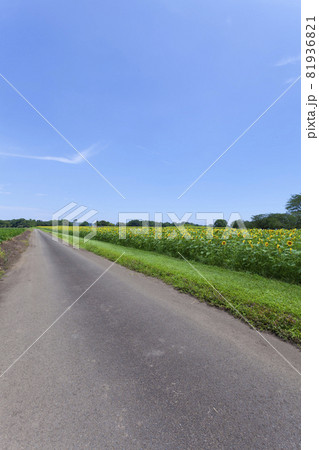 ひまわりのある風景 ひまわりのある風景 81936821
