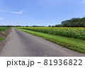 ひまわりのある風景 81936822