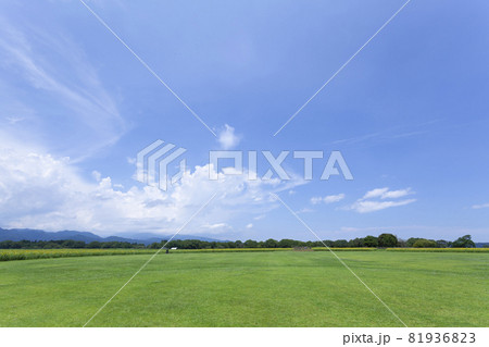 芝生と向日葵の風景 81936823