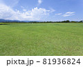 芝生と向日葵の風景 81936824