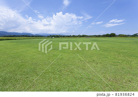 芝生と向日葵の風景 芝生と向日葵の風景 81936824