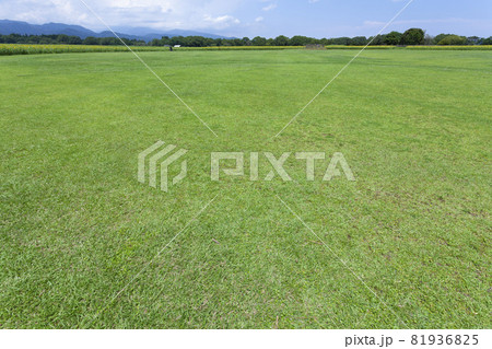 芝生と向日葵の風景 81936825