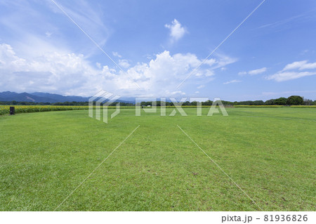 芝生と向日葵の風景 81936826