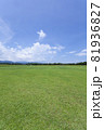 芝生と向日葵の風景 81936827