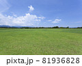 芝生と向日葵の風景 81936828
