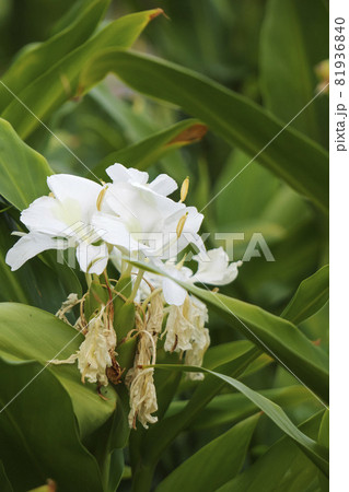 白いハナシュクシャ（ジンジャー）の花をアップ 81936840