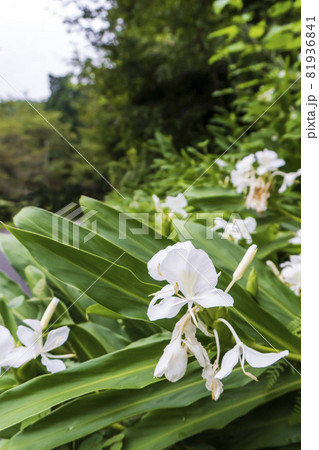 白いハナシュクシャ（ジンジャー）の花 81936841