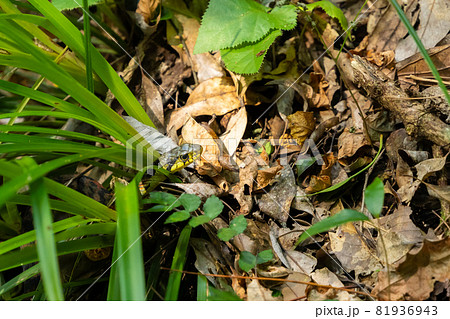 ヤマカガシ ヤマカガシ 81936943