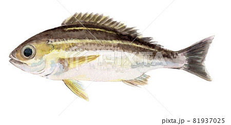 イサキの手描き水彩画 81937025