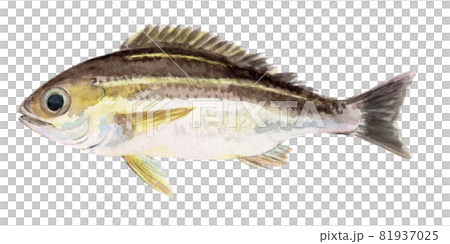 イサキの手描き水彩画 81937025