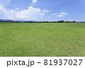 芝生と向日葵の風景 81937027