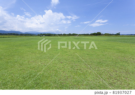 芝生と向日葵の風景 芝生と向日葵の風景 81937027