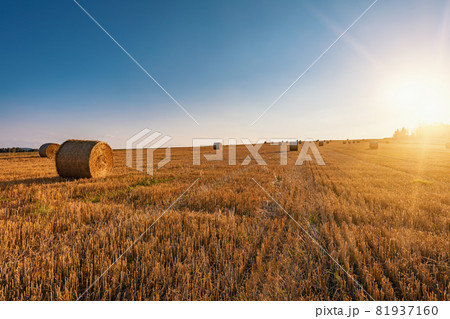 Straw bales stacked in a field at summer time in sunset 81937160