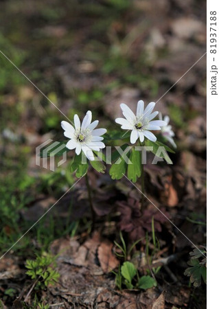 アズマイチゲ 81937188