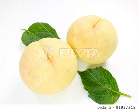 白桃 桃 もも モモ ピーチ 白桃 桃 もも モモ ピーチ 81937318