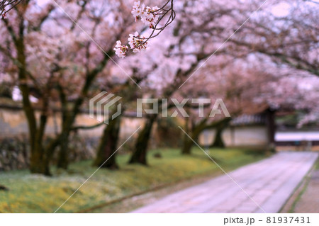 京都市伏見区醍醐寺の桜を撮影 京都市伏見区醍醐寺の桜を撮影 81937431