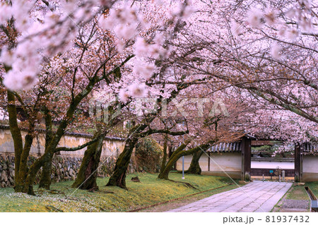 京都市伏見区醍醐寺の桜を撮影 京都市伏見区醍醐寺の桜を撮影 81937432